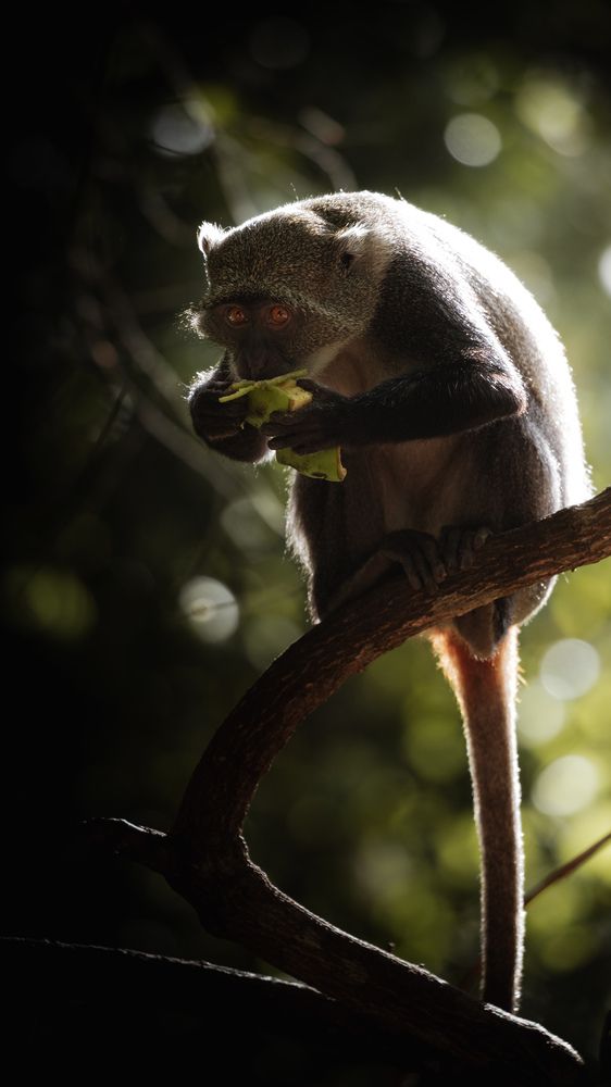 Eyes in the jungle (7)