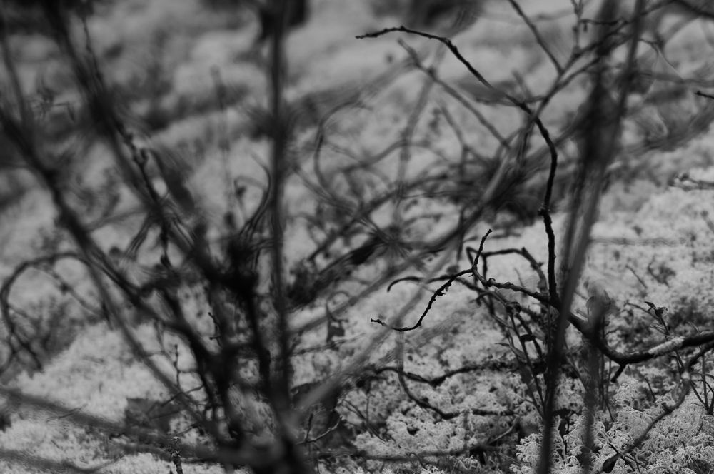 Photo #11141753 (3)