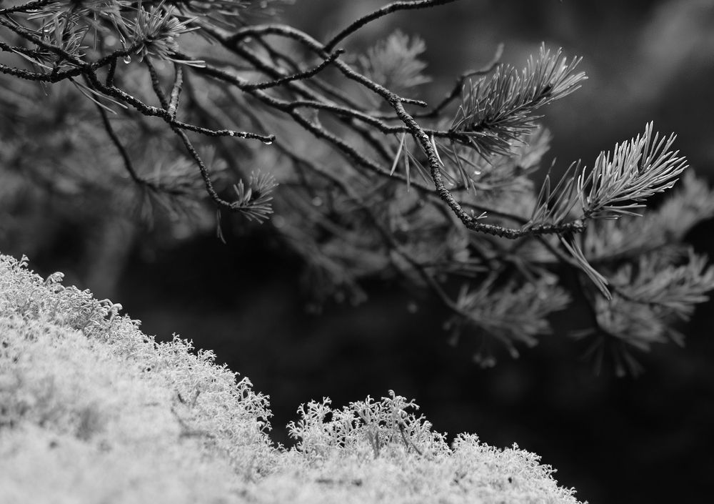Photo #11141753 (6)