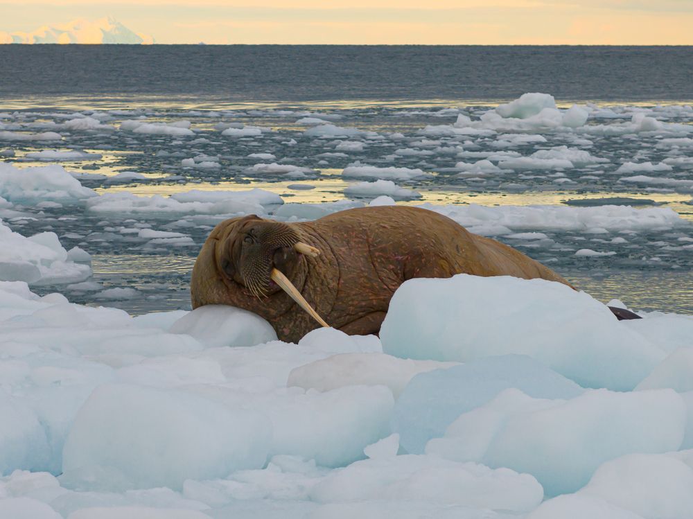 Heartbeats of the Arctic walrus - A Bird’s Eye View (2)