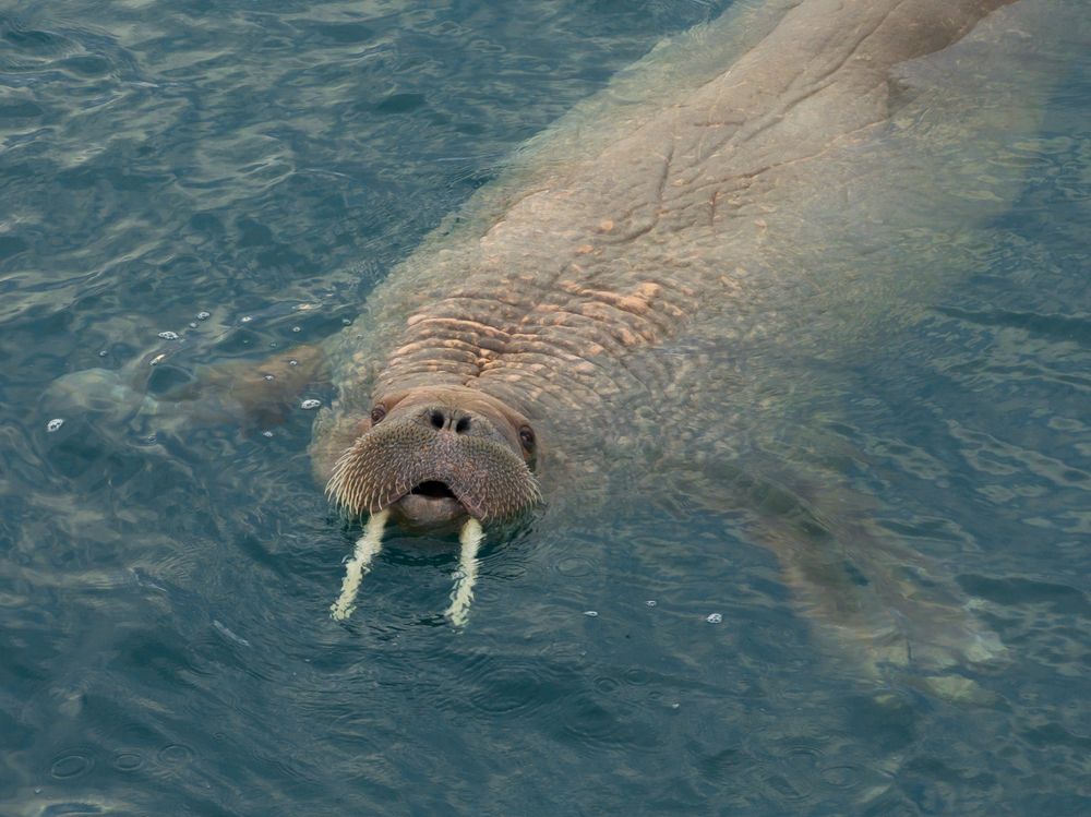 Heartbeats of the Arctic walrus - A Bird’s Eye View (3)