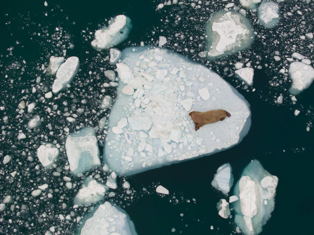 Heartbeats of the Arctic walrus - A Bird’s Eye View (4)