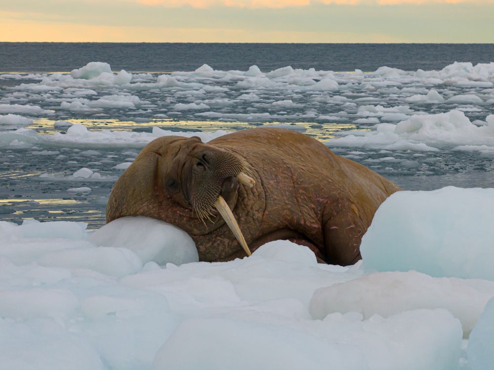 Heartbeats of the Arctic walrus - A Bird’s Eye View (5)