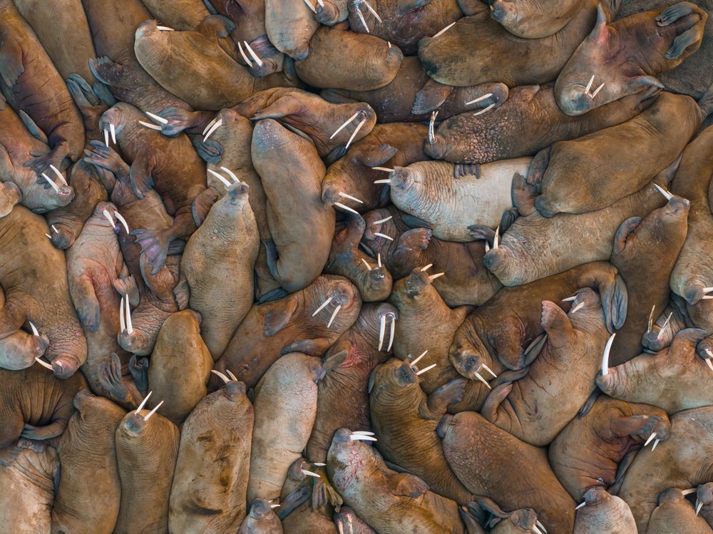 Heartbeats of the Arctic walrus - A Bird’s Eye View (6)