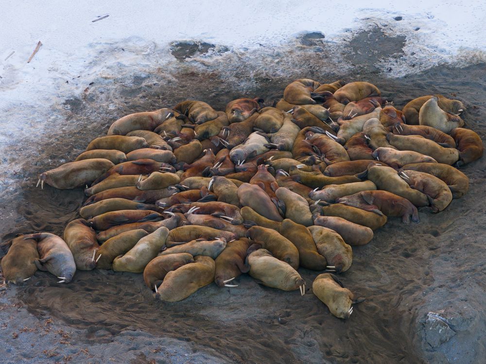 Heartbeats of the Arctic walrus - A Bird’s Eye View (7)