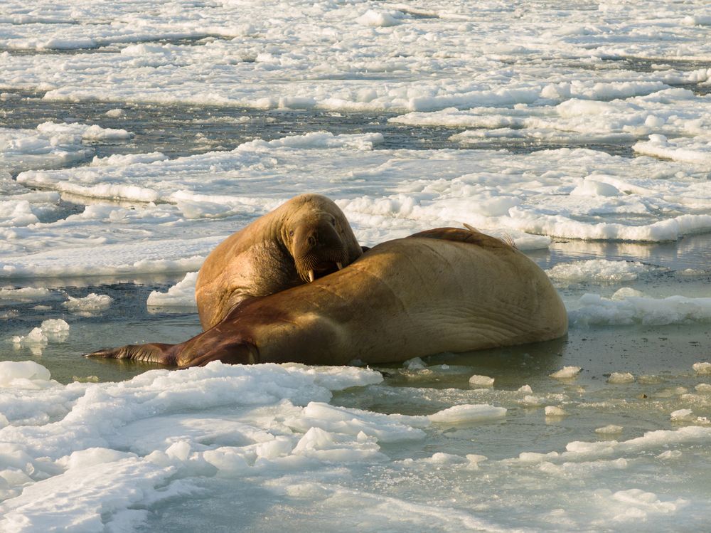 Heartbeats of the Arctic walrus - A Bird’s Eye View (8)