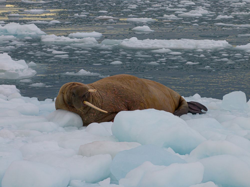 Heartbeats of the Arctic walrus - A Bird’s Eye View (9)