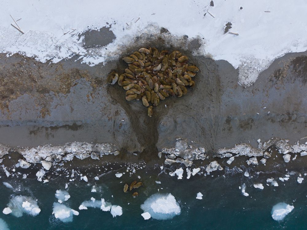 Heartbeats of the Arctic walrus - A Bird’s Eye View (10)