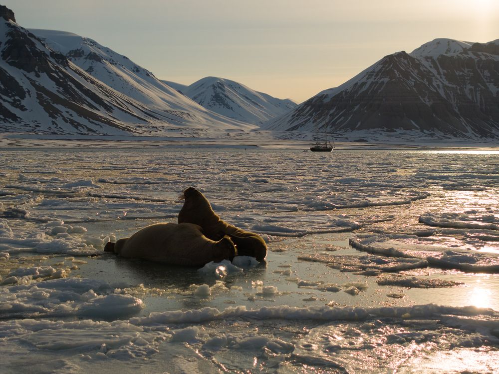Heartbeats of the Arctic walrus - A Bird’s Eye View (11)