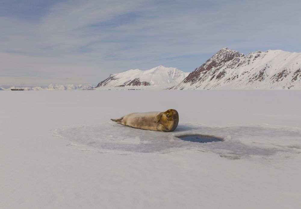Heartbeats of the Arctic seals - A Bird’s Eye View (2)