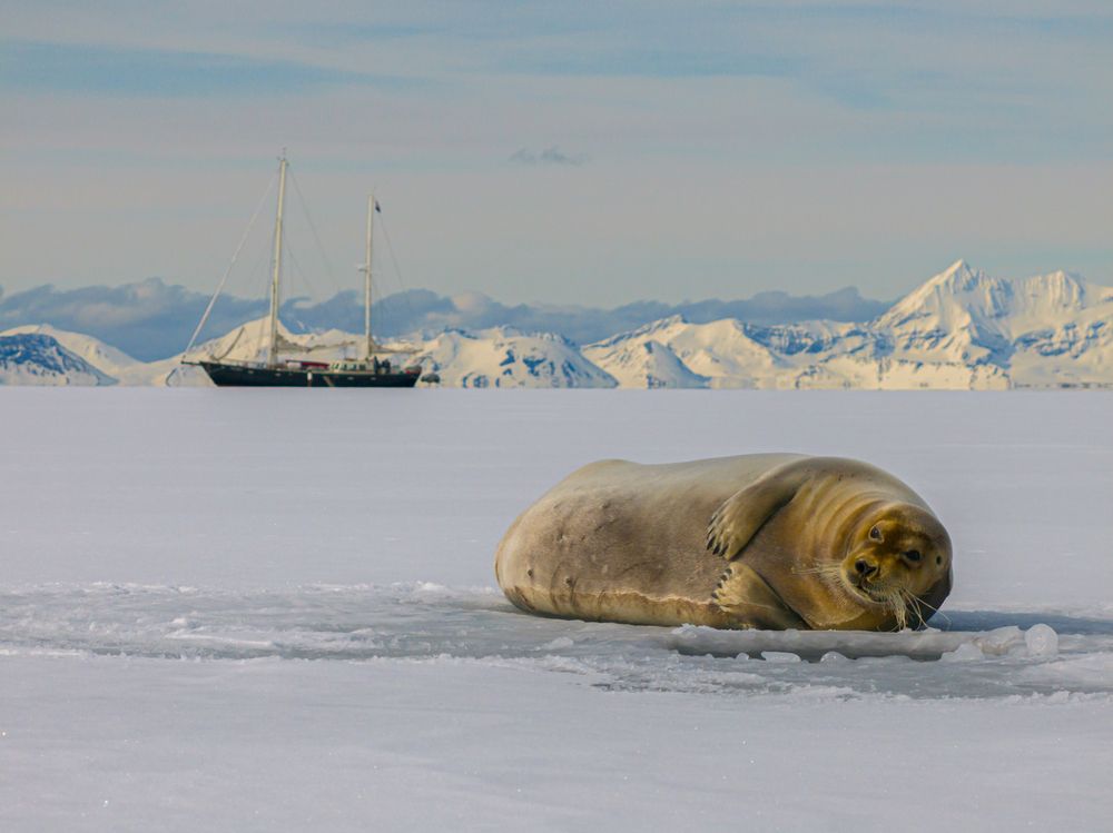 Heartbeats of the Arctic seals - A Bird’s Eye View (3)