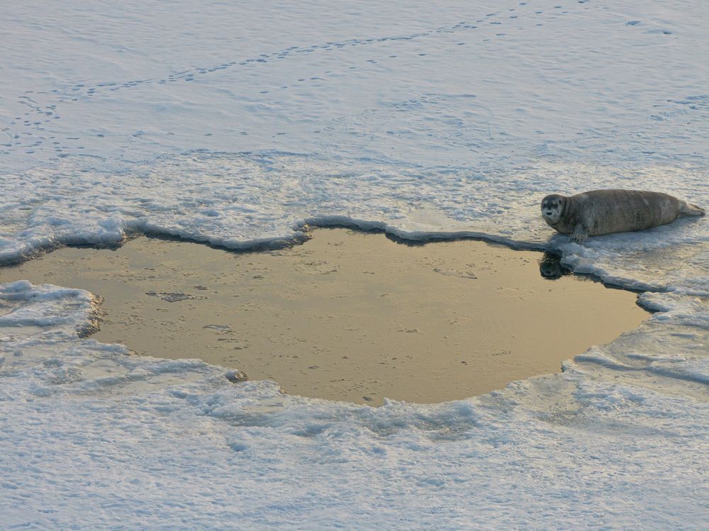 Heartbeats of the Arctic seals - A Bird’s Eye View (4)