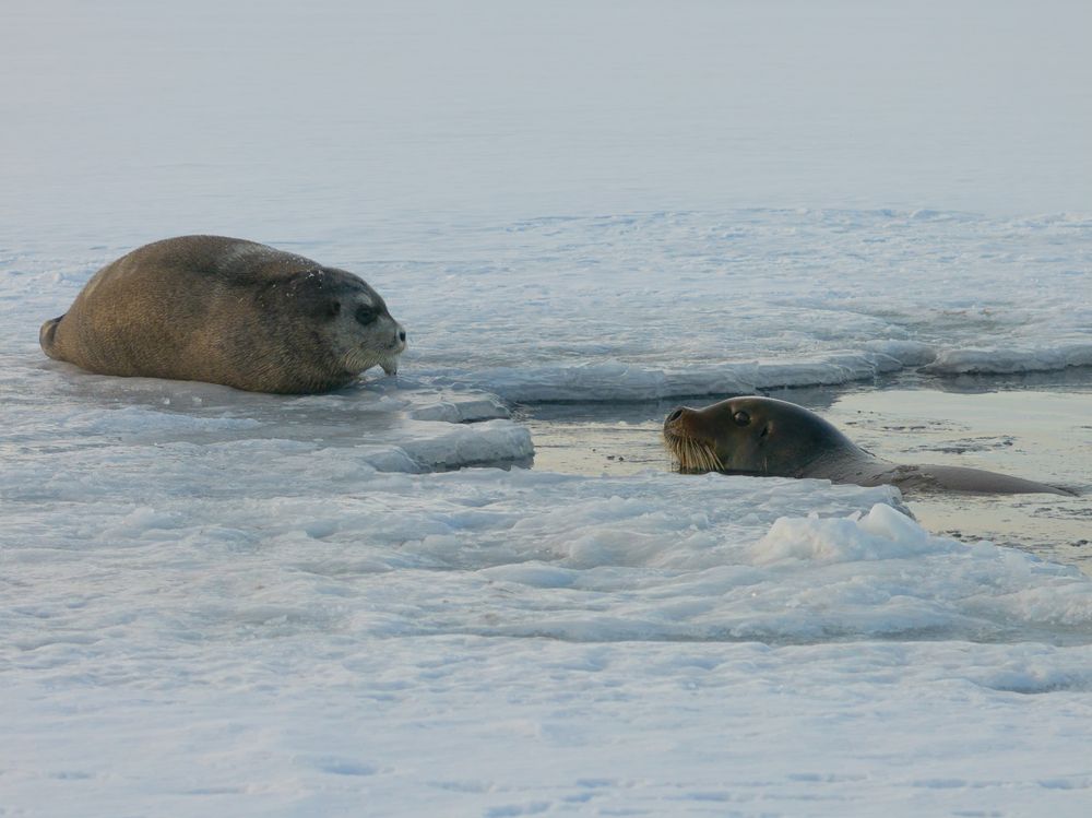Heartbeats of the Arctic seals - A Bird’s Eye View (5)