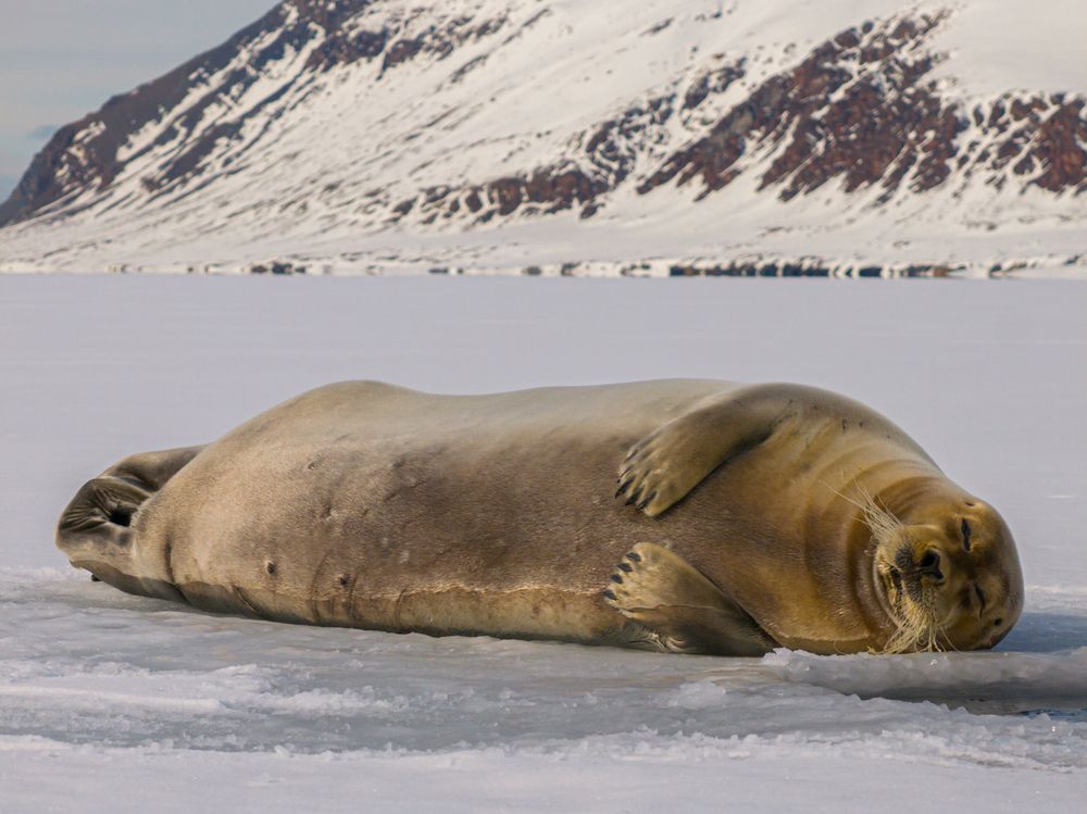 Heartbeats of the Arctic seals - A Bird’s Eye View (6)