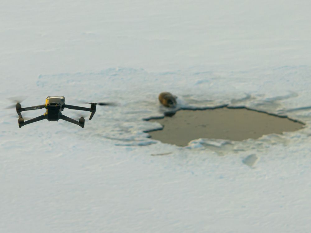 Heartbeats of the Arctic seals - A Bird’s Eye View (7)