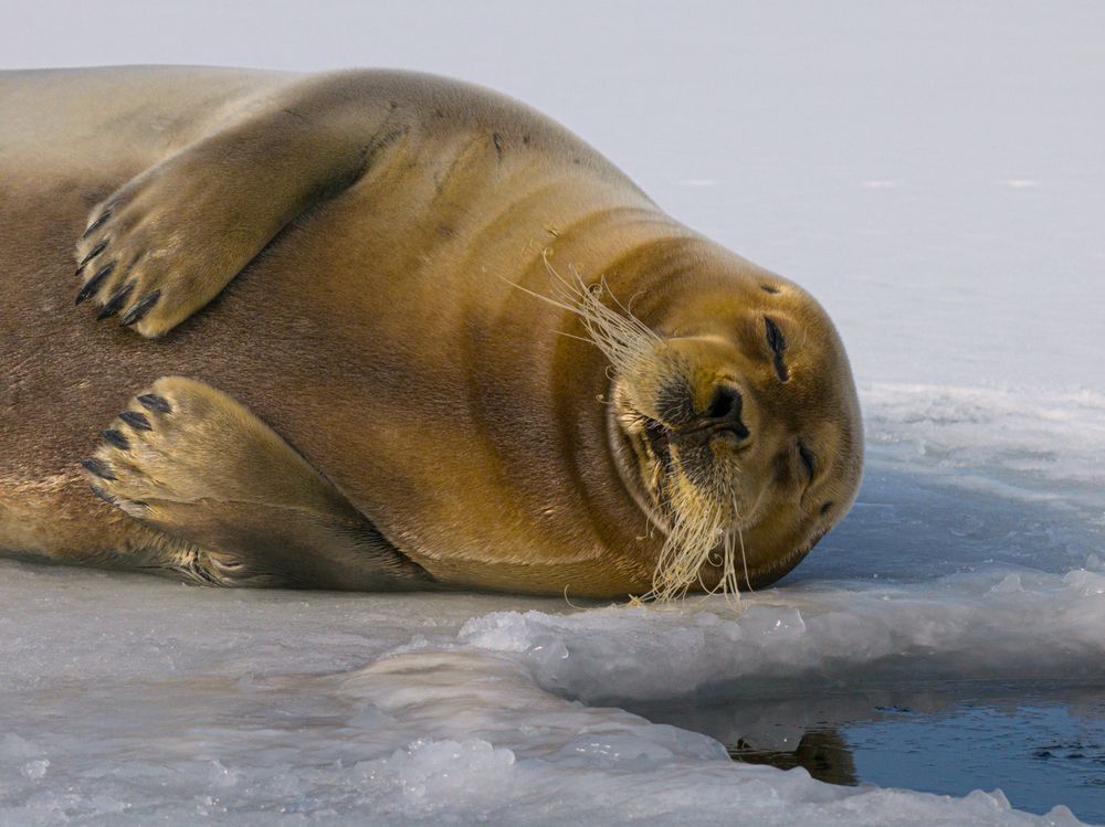 Heartbeats of the Arctic seals - A Bird’s Eye View (8)