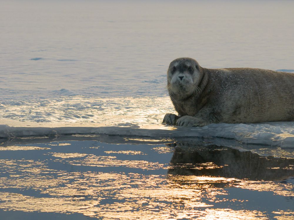Heartbeats of the Arctic seals - A Bird’s Eye View (9)