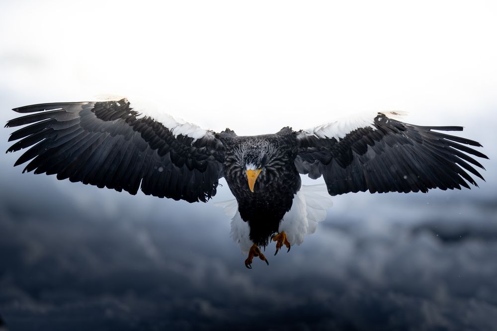Winter Eagles (3)