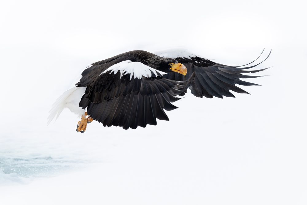 Winter Eagles (5)