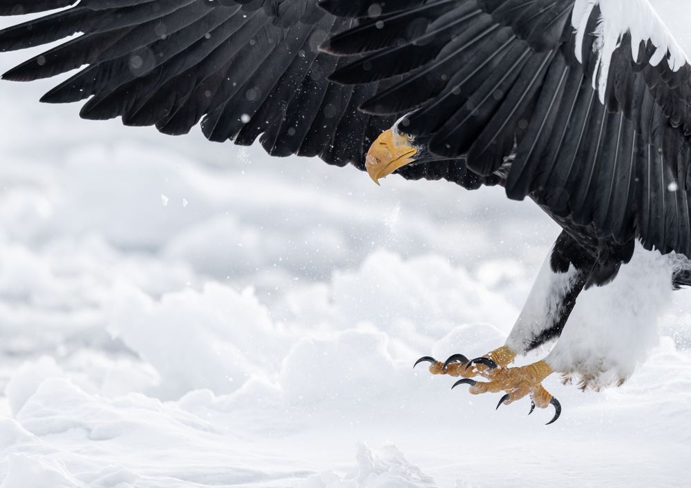 Winter Eagles (4)