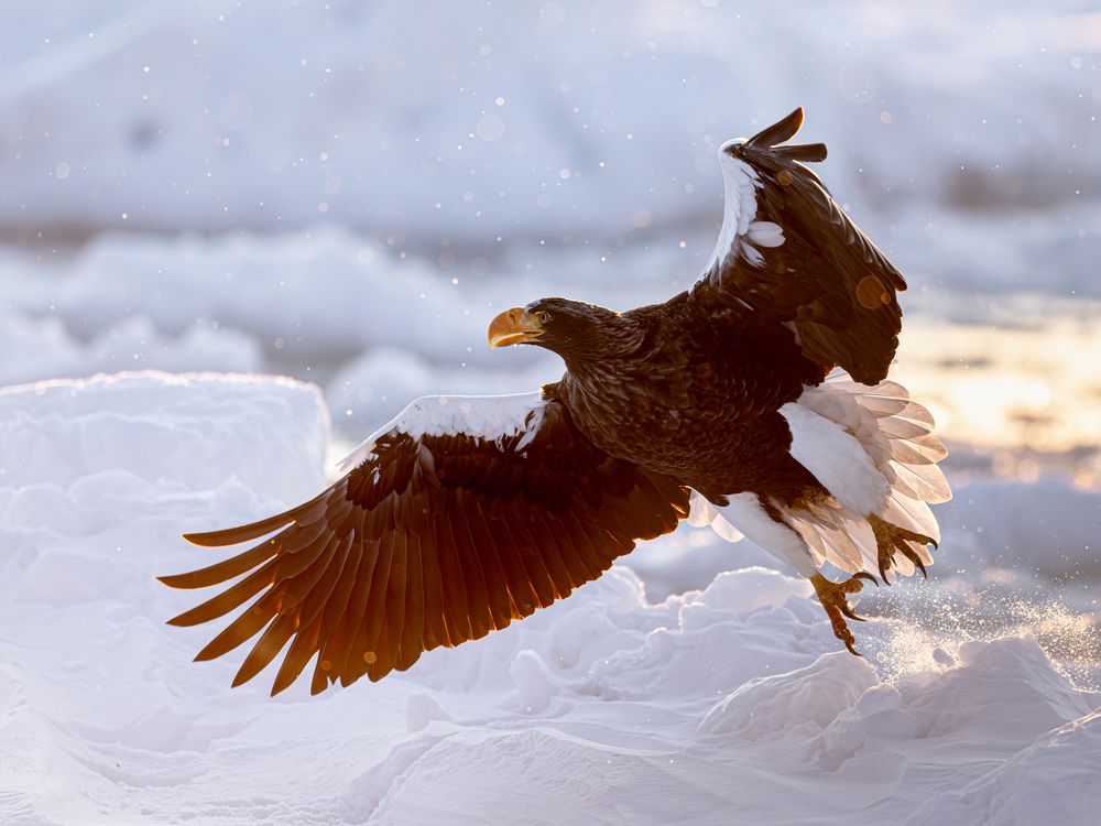 Winter Eagles (9)