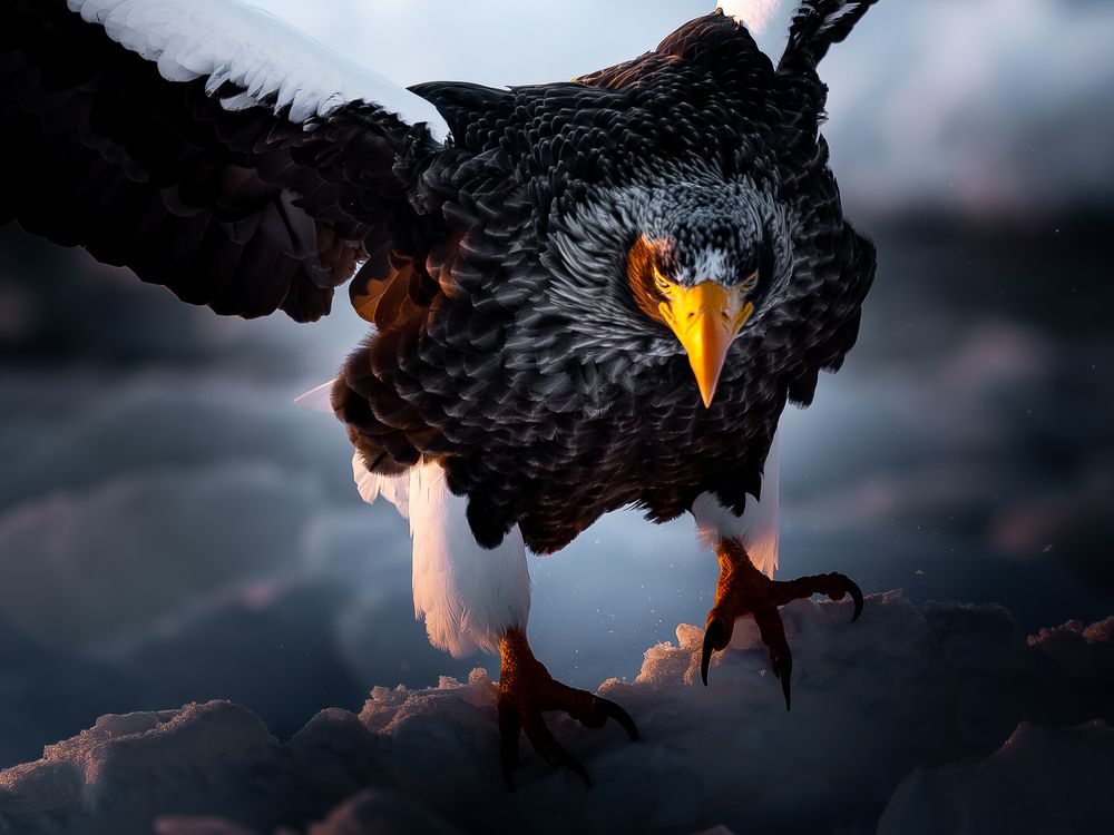 Winter Eagles (7)