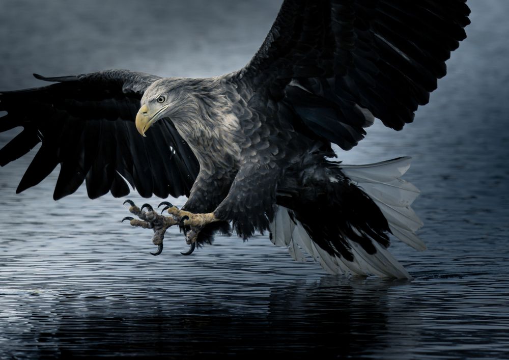 Winter Eagles (6)