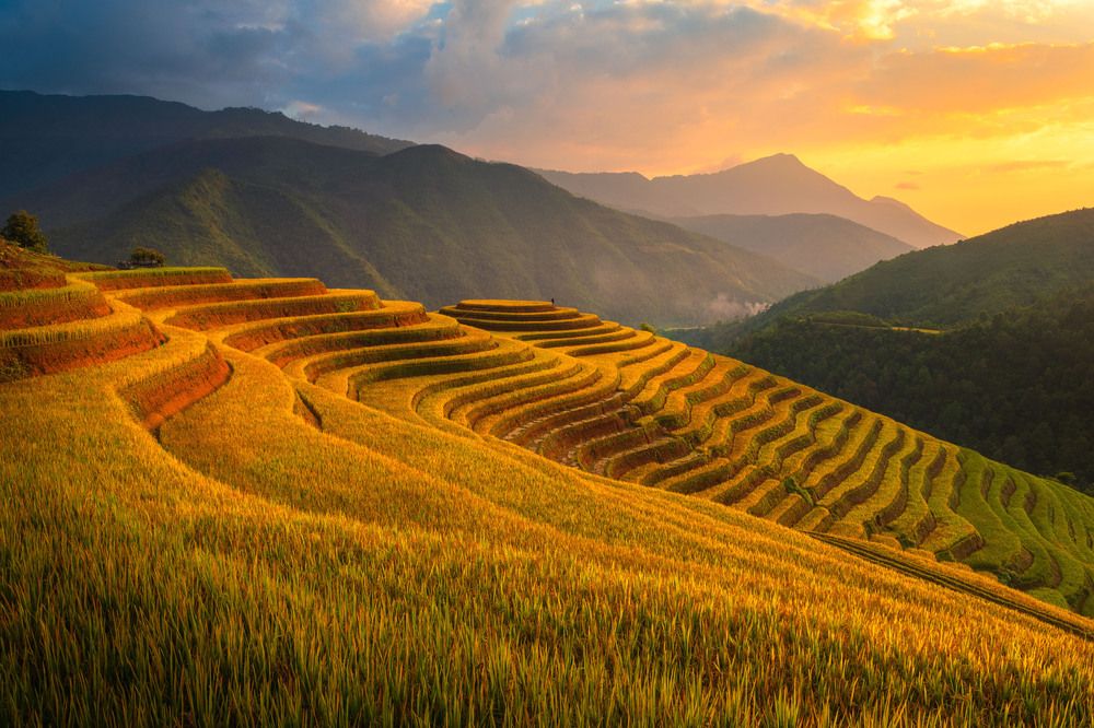 When rice season. (2)