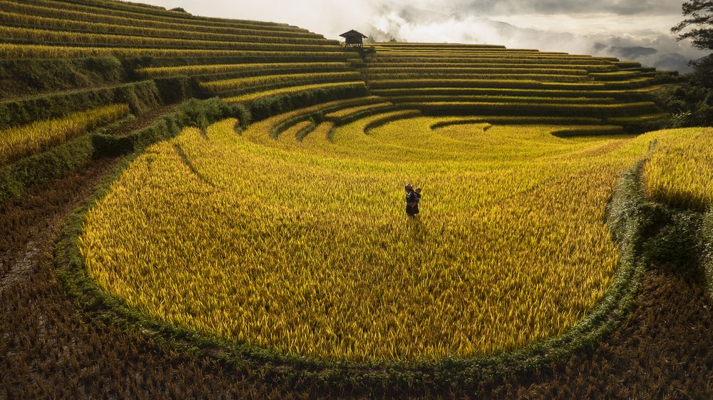 When rice season. (3)