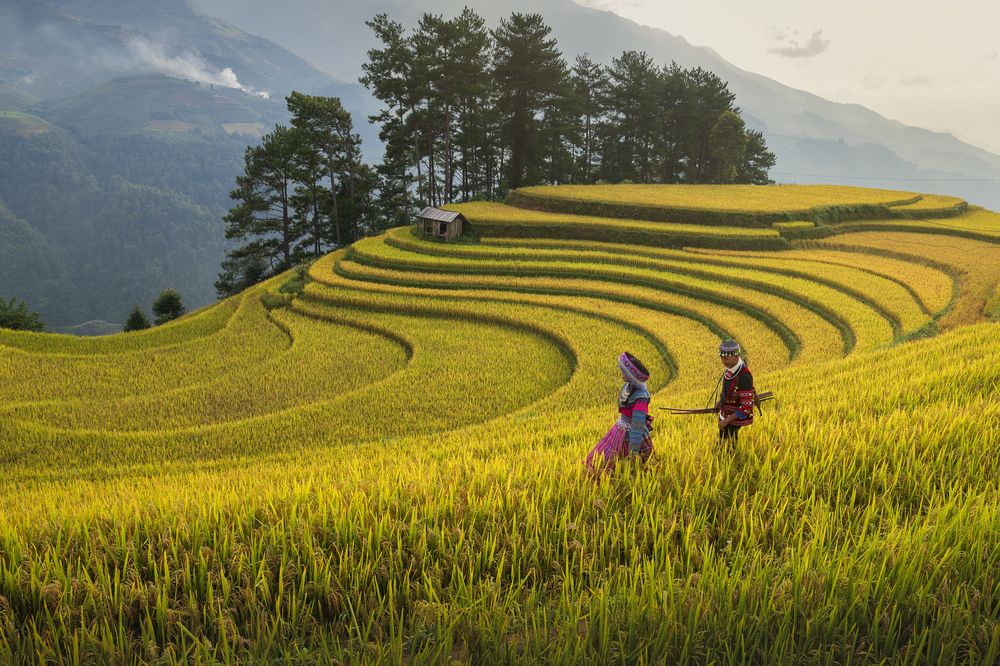 When rice season. (4)