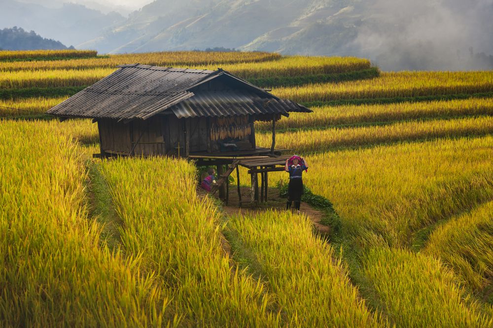 When rice season. (5)