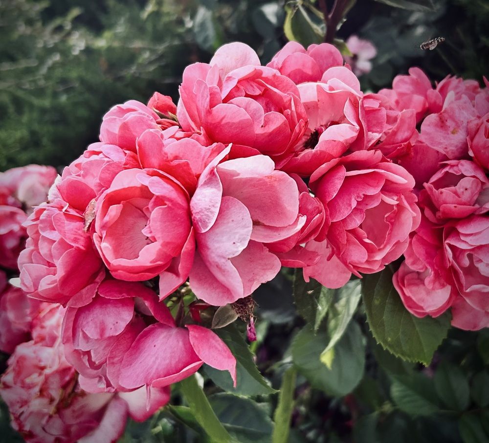 Skolkovo (2)