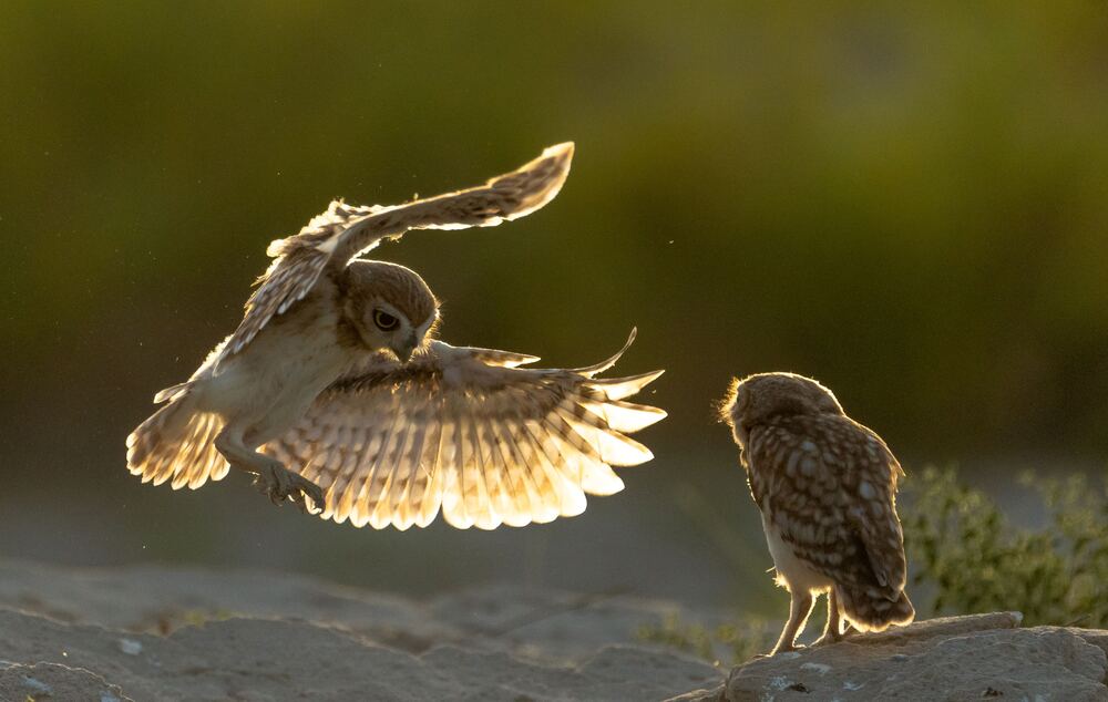 LITTLE OWL LANDING SEQUENCE (5)
