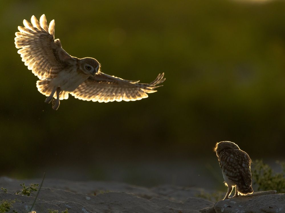 LITTLE OWL LANDING SEQUENCE (2)