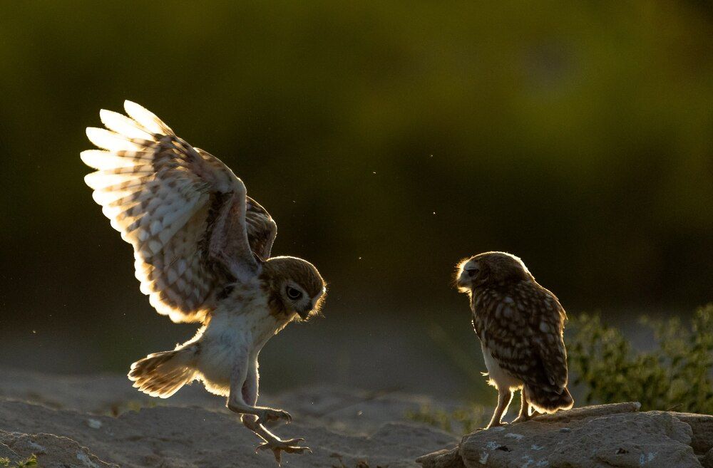 LITTLE OWL LANDING SEQUENCE (6)