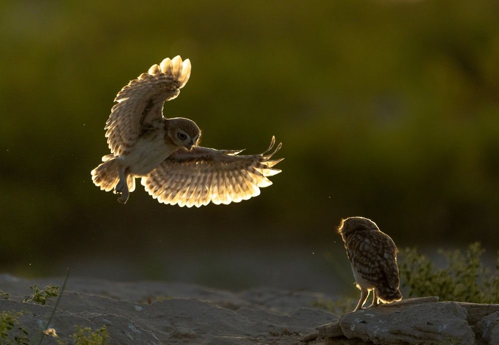 LITTLE OWL LANDING SEQUENCE (3)