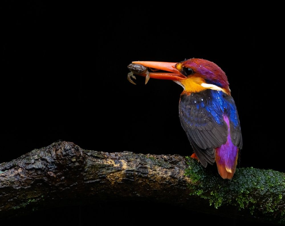 ODKF - ORIENTAL DWARF KINGFISHER HUNTING SEQUENCE (3)