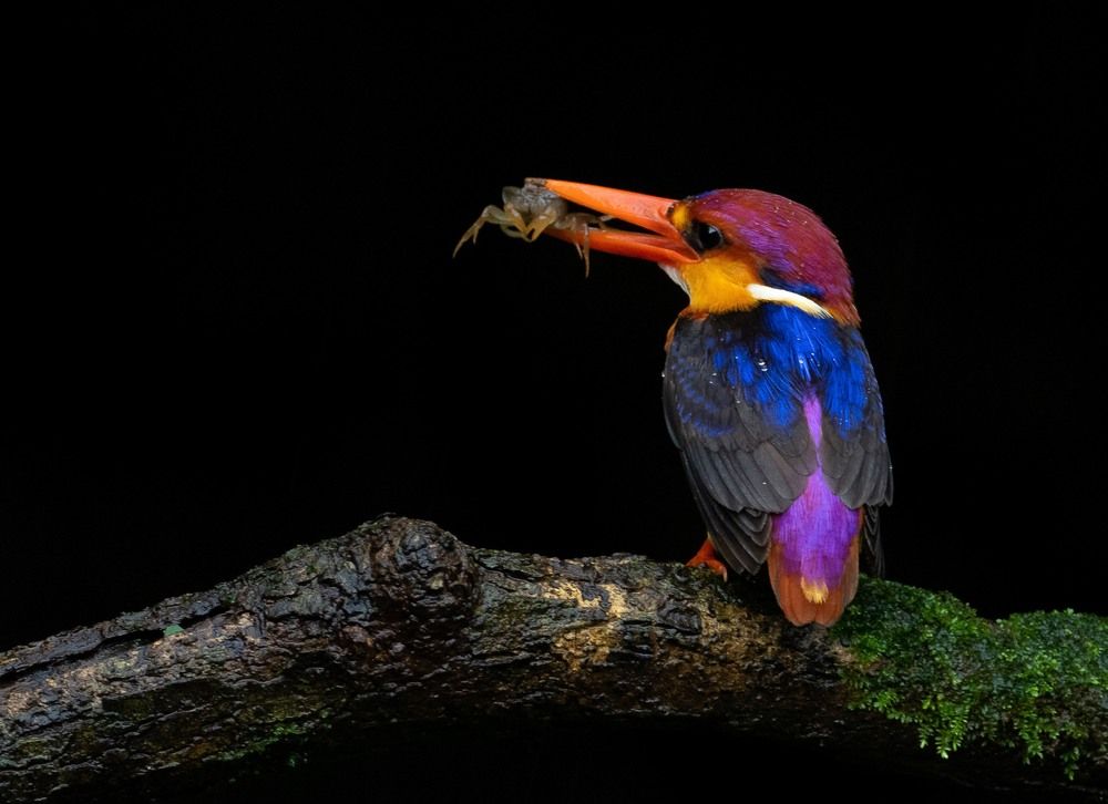 ODKF - ORIENTAL DWARF KINGFISHER HUNTING SEQUENCE (4)