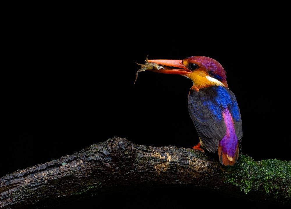 ODKF - ORIENTAL DWARF KINGFISHER HUNTING SEQUENCE (5)