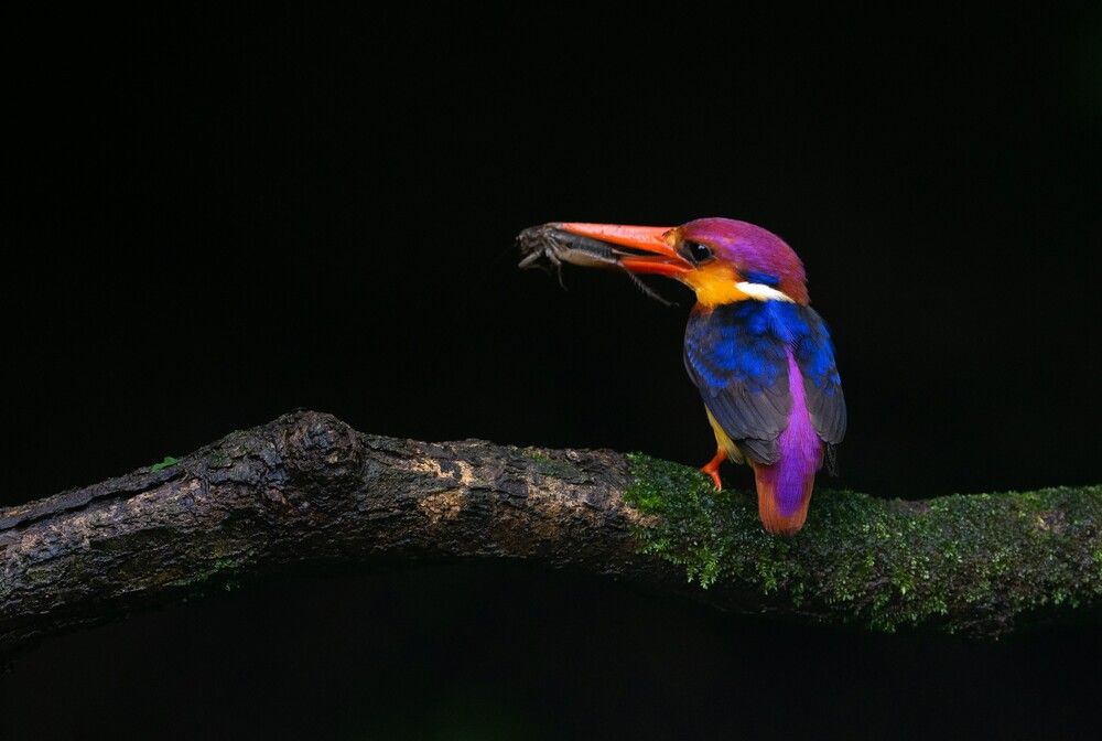 ODKF - ORIENTAL DWARF KINGFISHER HUNTING SEQUENCE (6)