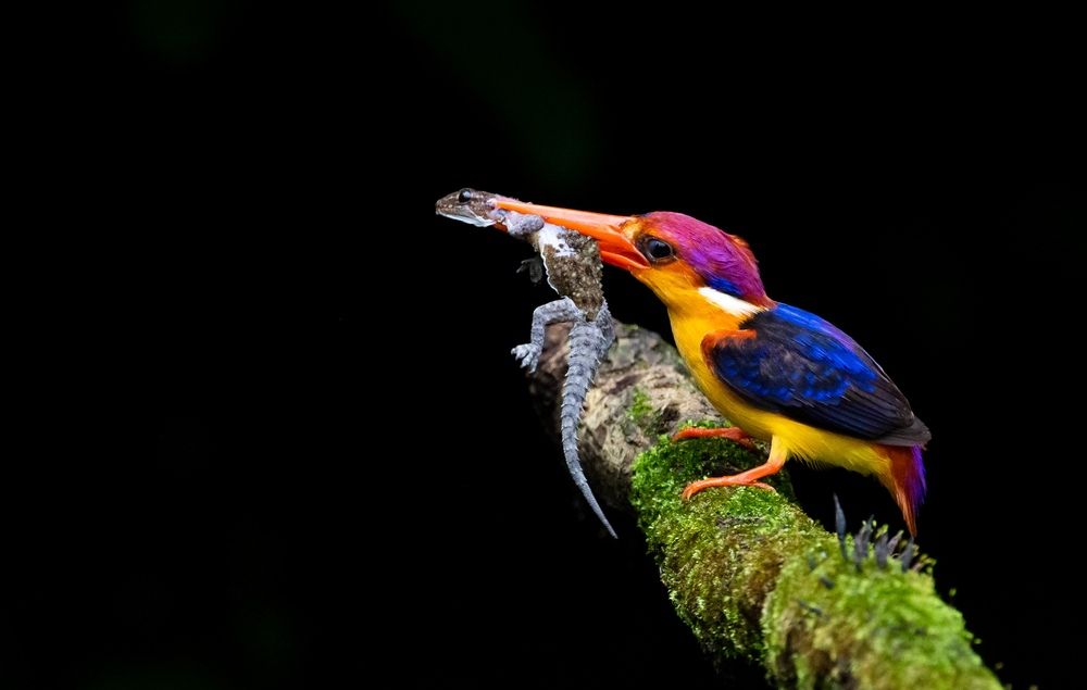 ODKF - ORIENTAL DWARF KINGFISHER WITH LIZARD CATCH (3)