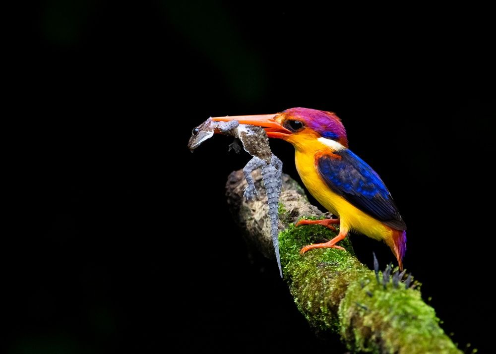ODKF - ORIENTAL DWARF KINGFISHER WITH LIZARD CATCH (2)