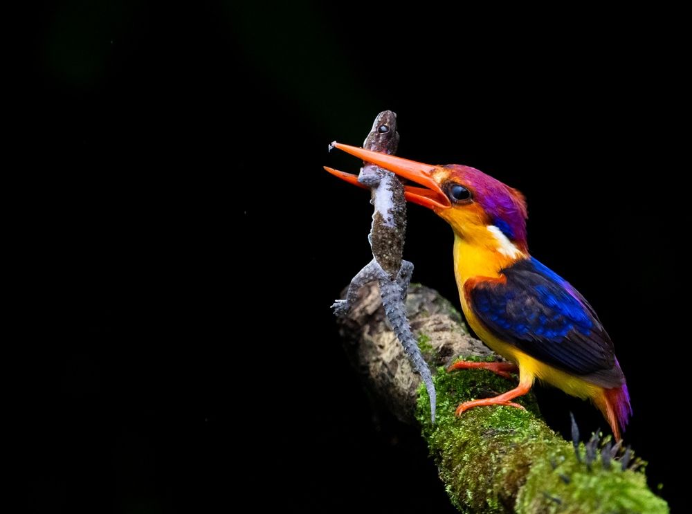 ODKF - ORIENTAL DWARF KINGFISHER WITH LIZARD CATCH (5)