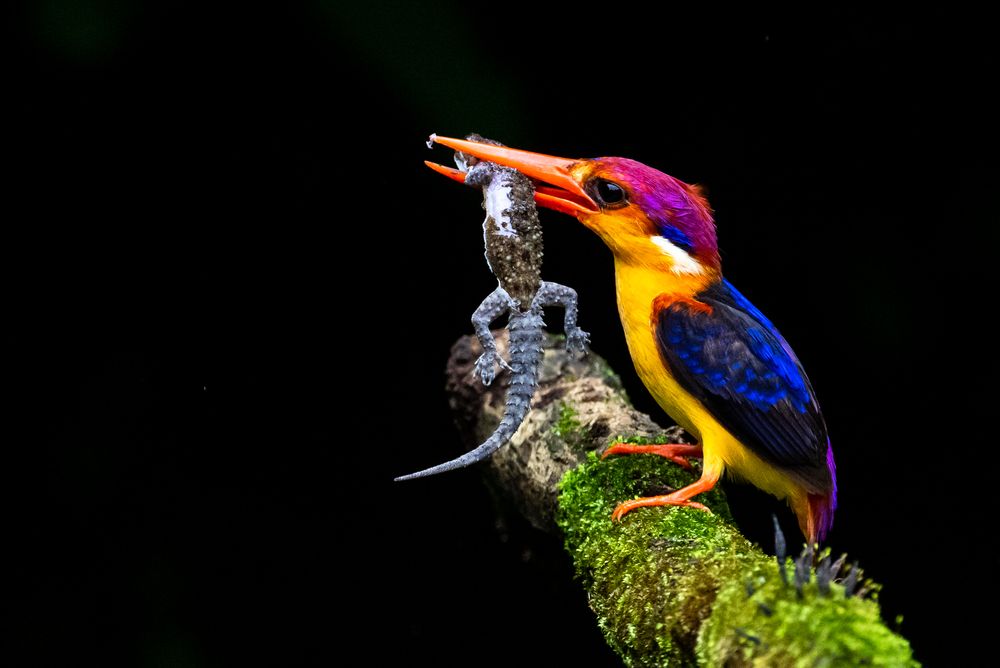 ODKF - ORIENTAL DWARF KINGFISHER WITH LIZARD CATCH (6)