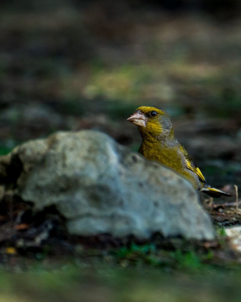 Memories from wildlife (6)