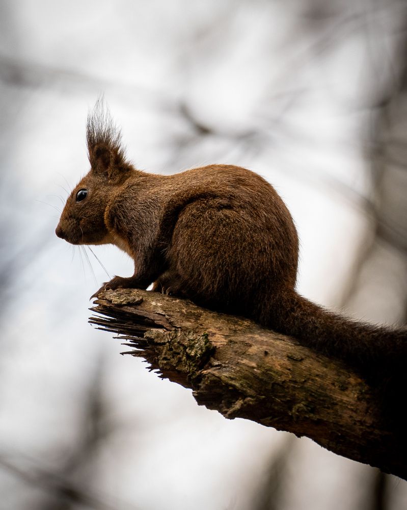 Memories from wildlife (2)