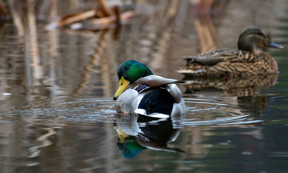 Memories from wildlife (7)