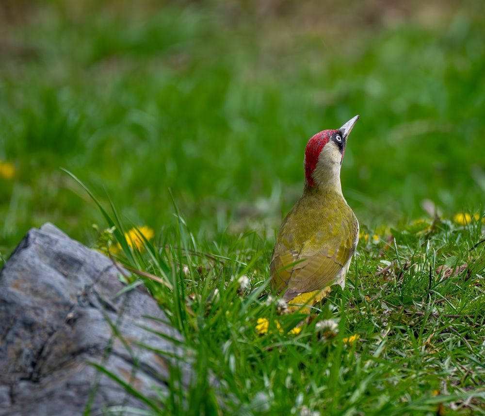 Memories from wildlife (8)