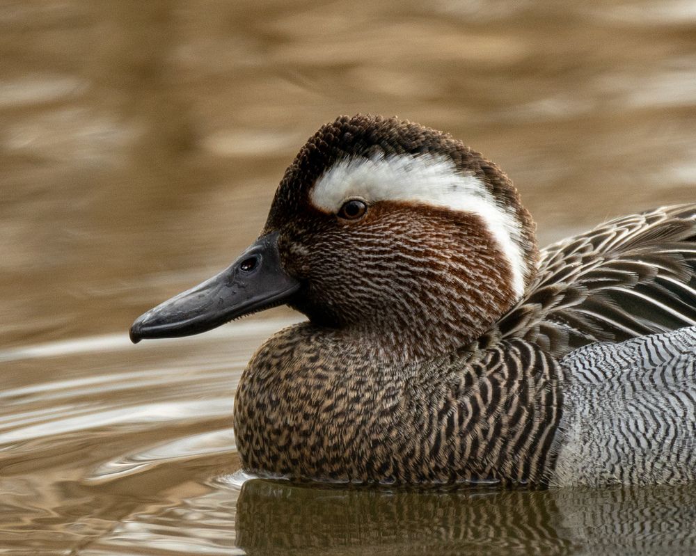 Memories from wildlife (9)