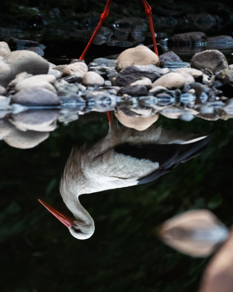 Memories from wildlife (10)
